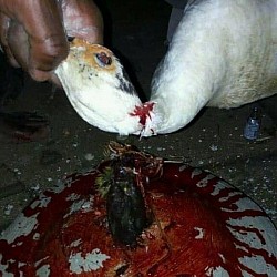 amour, grand marabout africain en france, le plus grand marabout du monde, marabout africain annonce, marabout africain gratuit, marabout africain paris, marabout compétent réputé, marabout puissant en france, marabout voyant, puissant marabo, Voyant Medium Marabout
